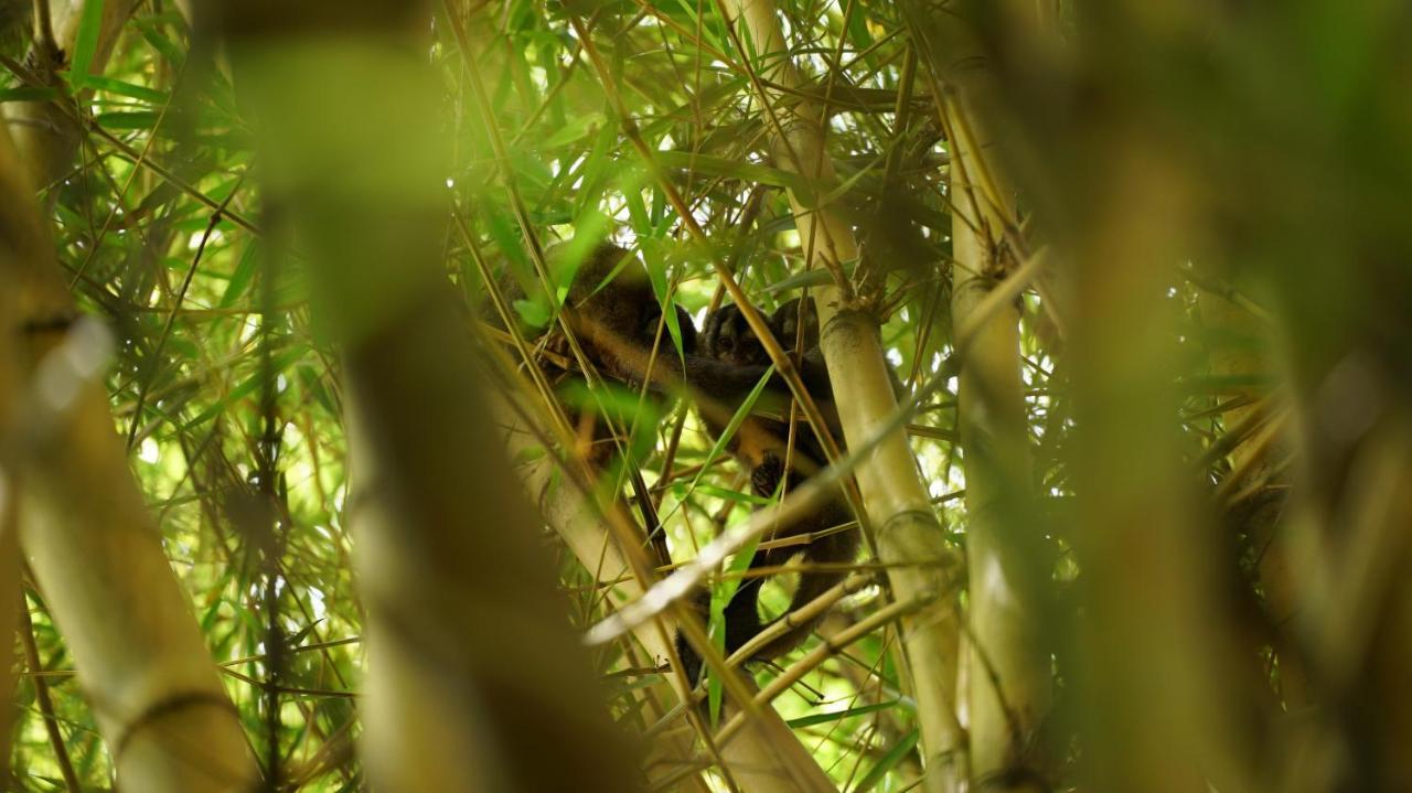 Finca La Argelia Quimbaya Esterno foto