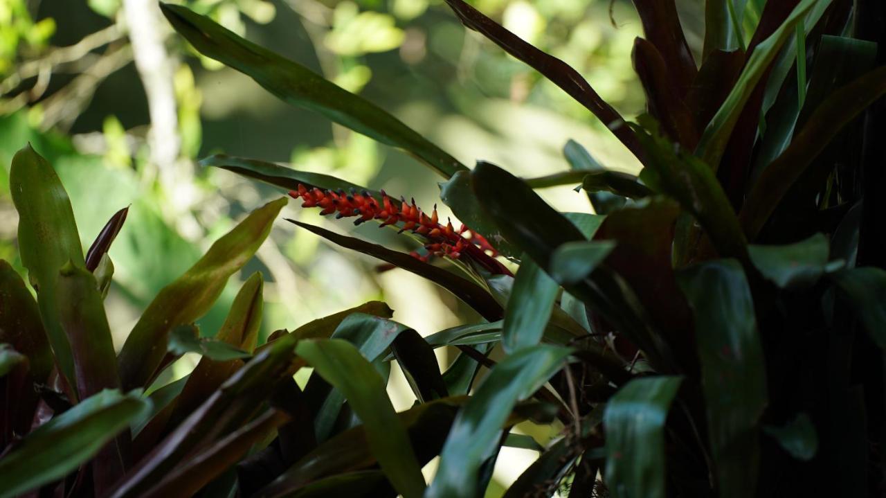 Finca La Argelia Quimbaya Esterno foto
