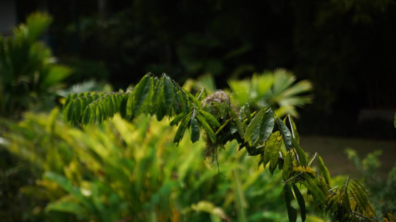 Finca La Argelia Quimbaya Esterno foto