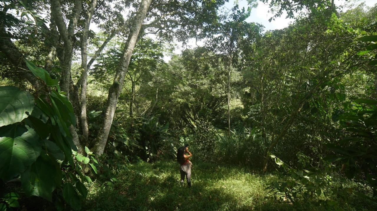 Finca La Argelia Quimbaya Esterno foto